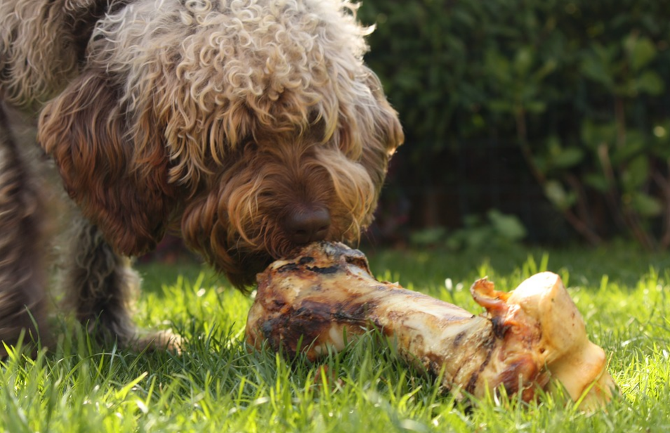 dog eating bones