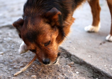 dog eating food 