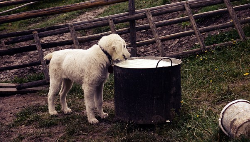 puppy drinking milk